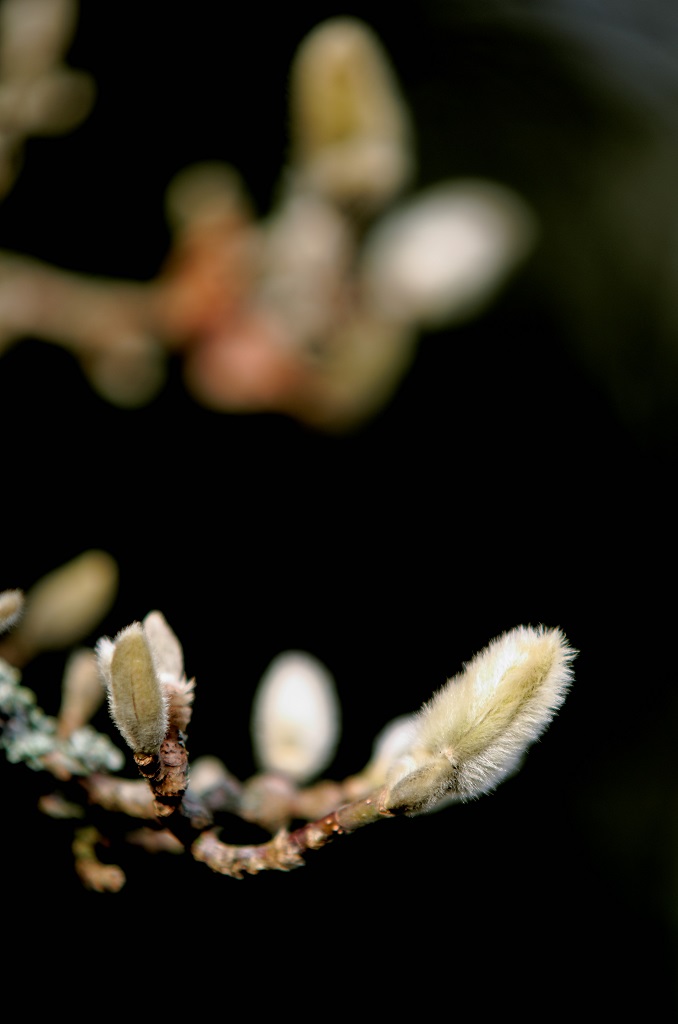 DSC 5319 DxO.1.2