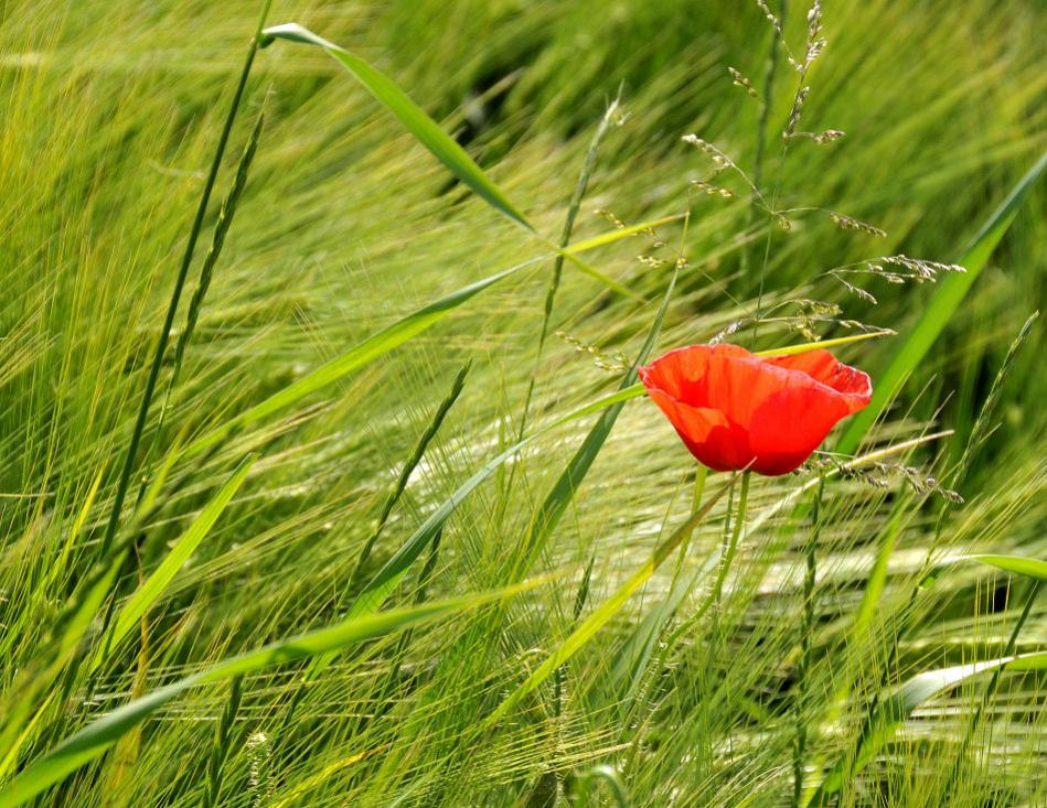 DSC 5329 Mohn 1 Forum