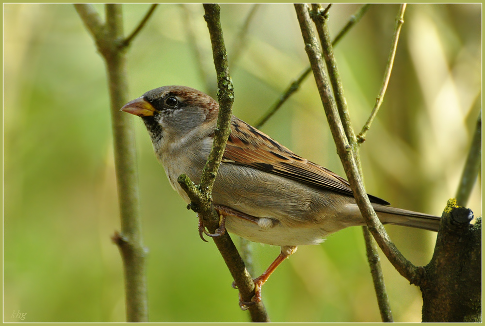 DSC 5404 Spatz