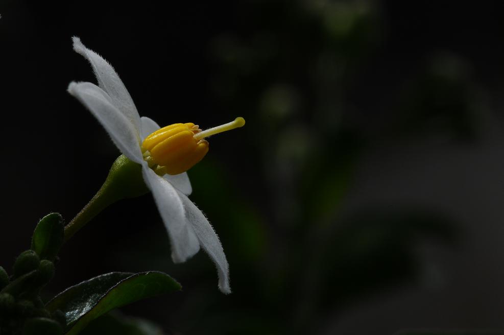 DSC 5408