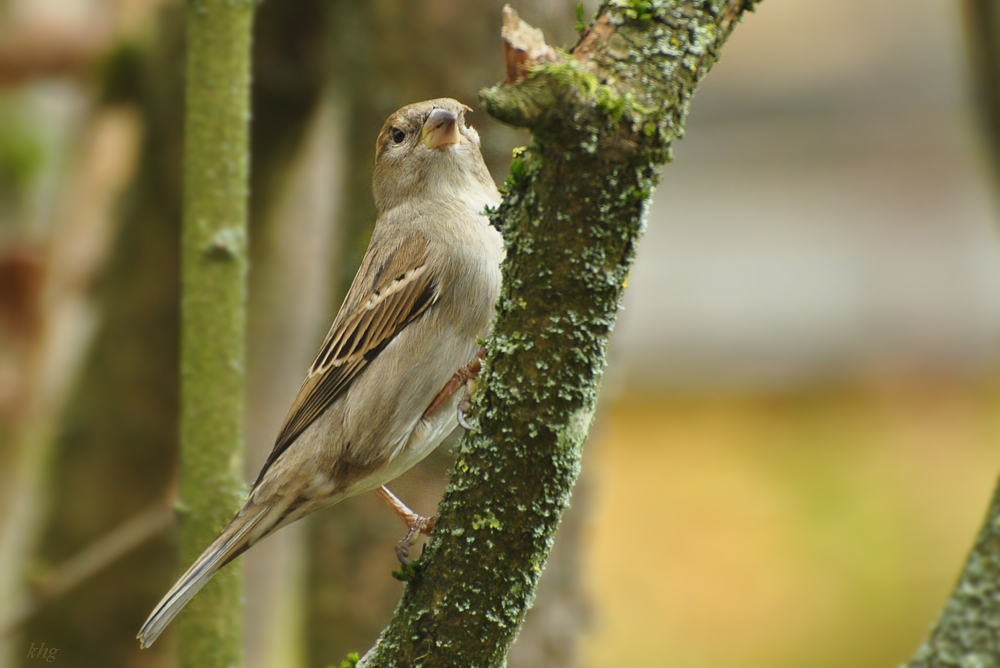 DSC 5409 Spatz
