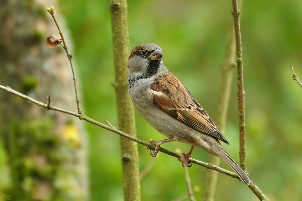 DSC 5410 Spatz