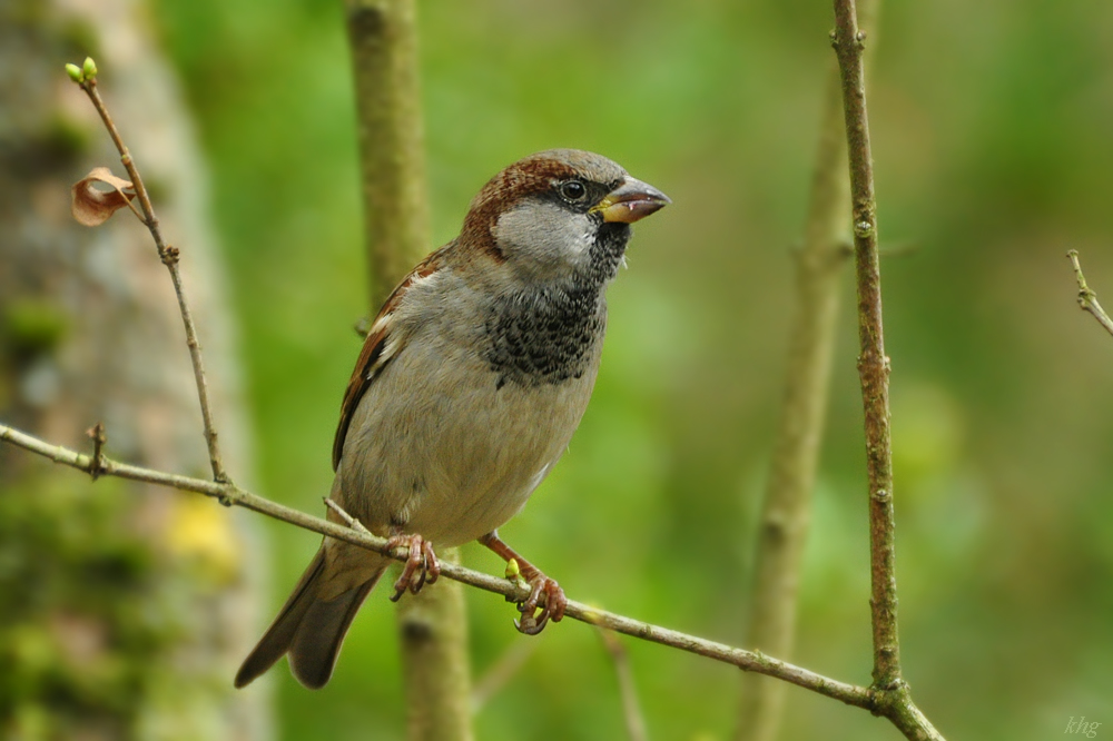 DSC 5411 Spatz