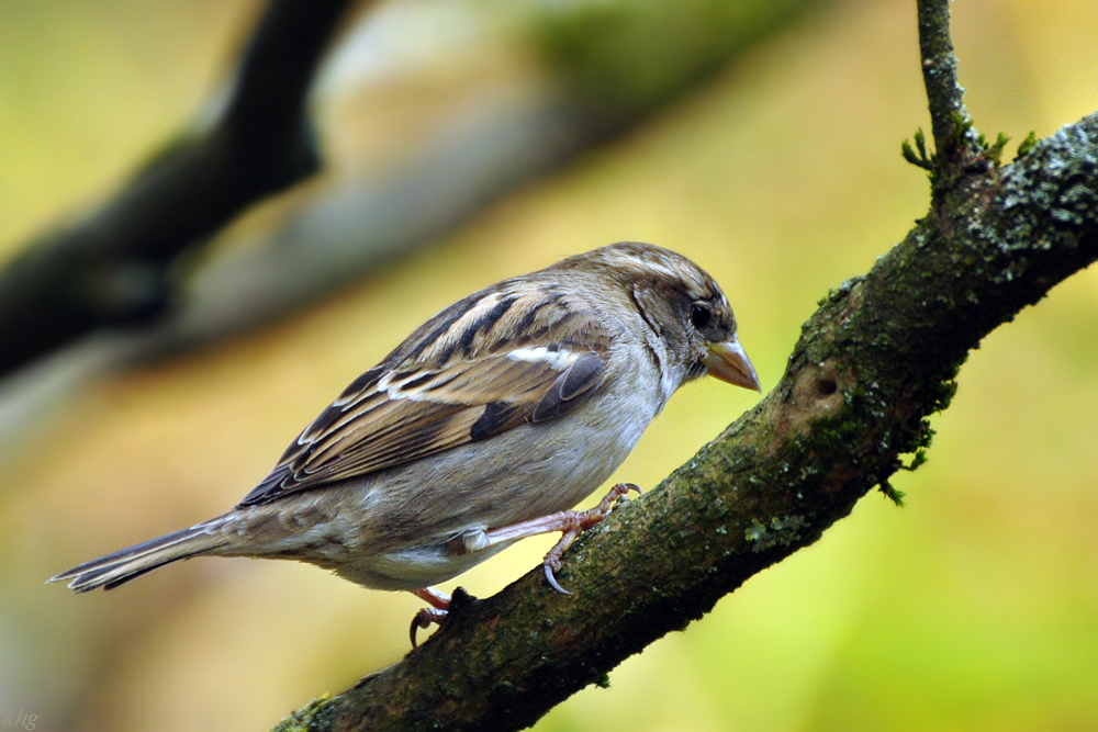 DSC 5413 Spatz