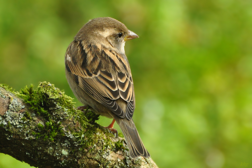 DSC 5415 Spatz