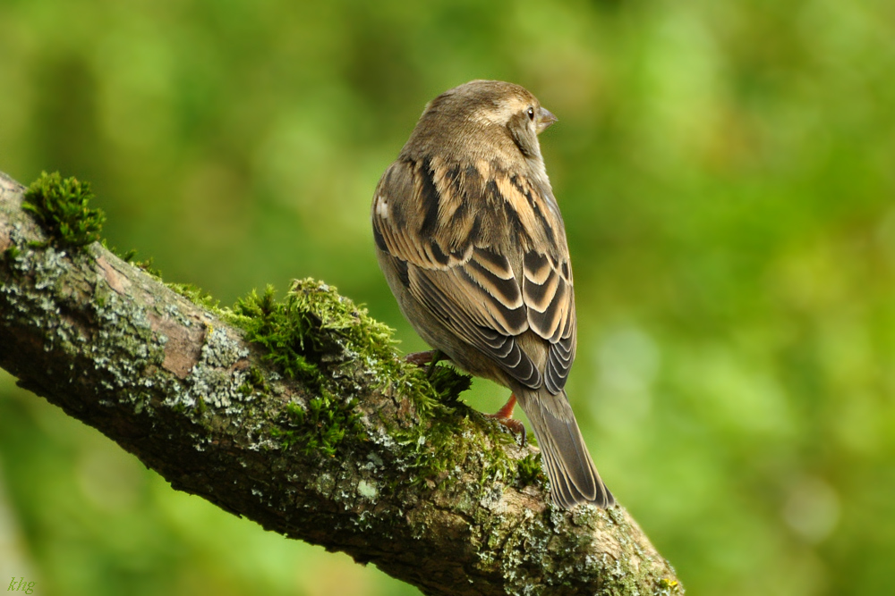 DSC 5416 Spatz