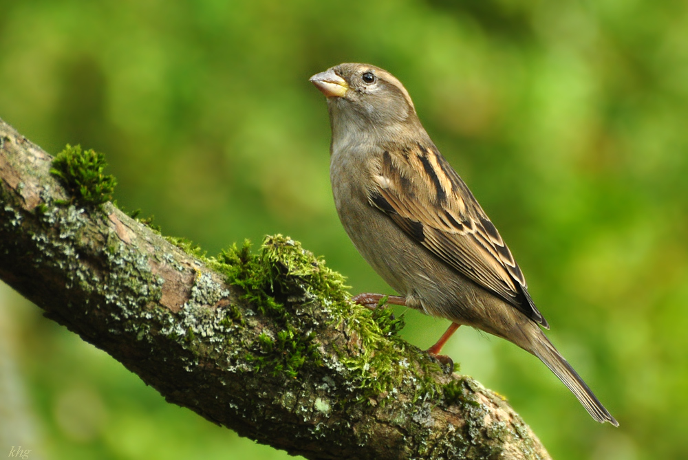 DSC 5417 Spatz
