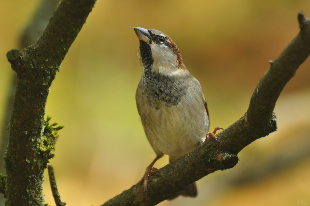 DSC 5418 Spatz