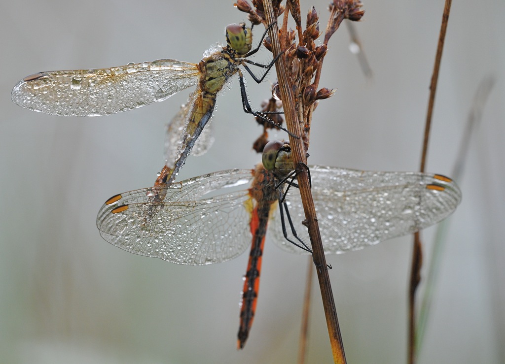 DSC 5418
