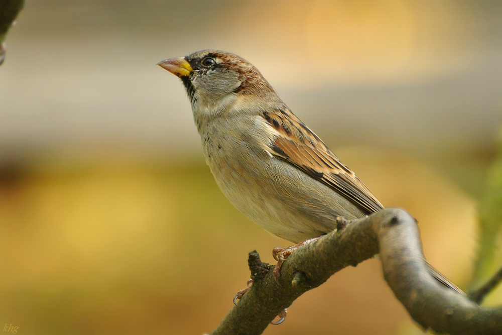 DSC 5419 Spatz