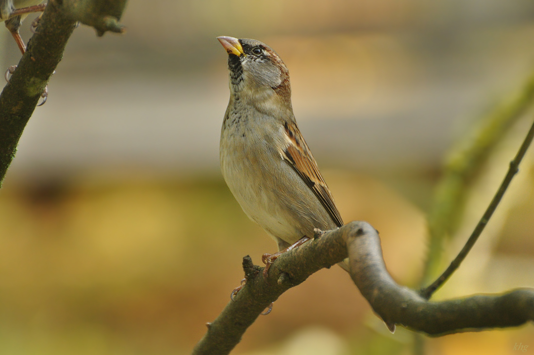 DSC 5420 Spatz