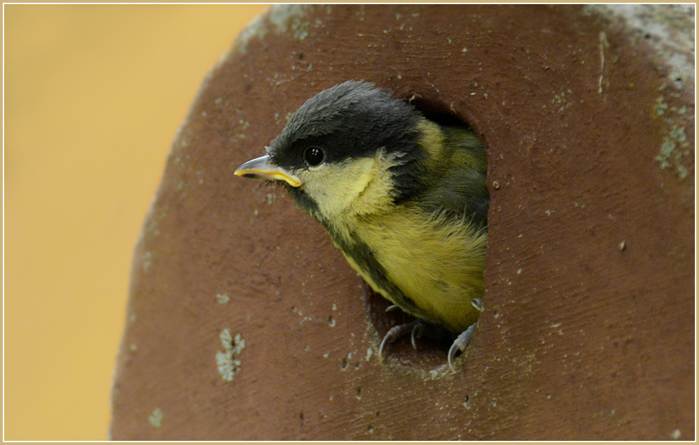 DSC 5422 Kohlmeise juv 1000 R