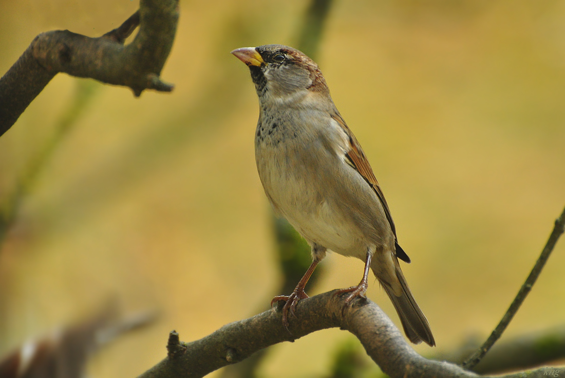 DSC 5422 Spatz