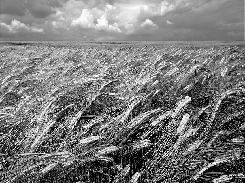 DSC 5455 SW JPEG Gerstenmeer Forum