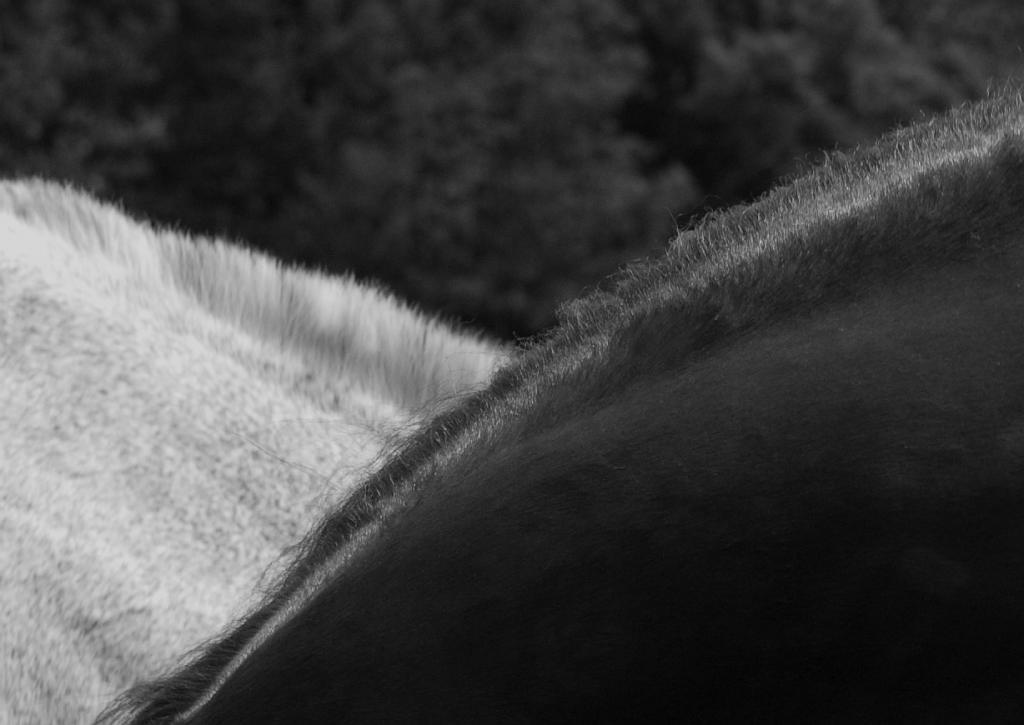 DSC 5473 Kopie crop