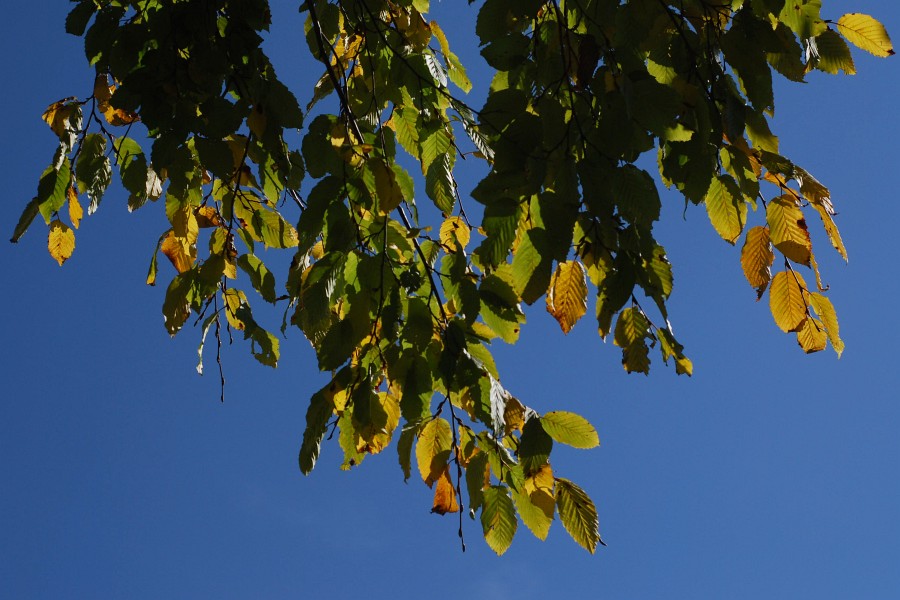 DSC 5478
