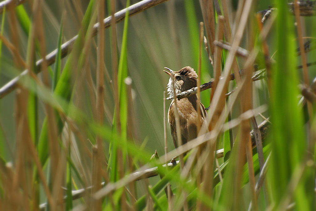 DSC 5491 1024