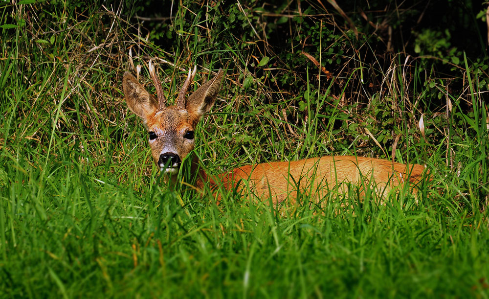 DSC 5496 Rehbock 1000 2