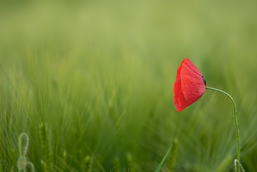 DSC 5515 f900