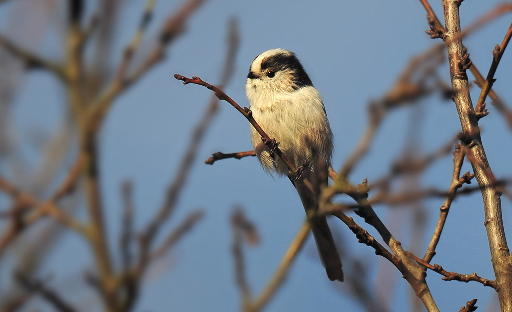 DSC 5522 Schwanzmeise 1000 1