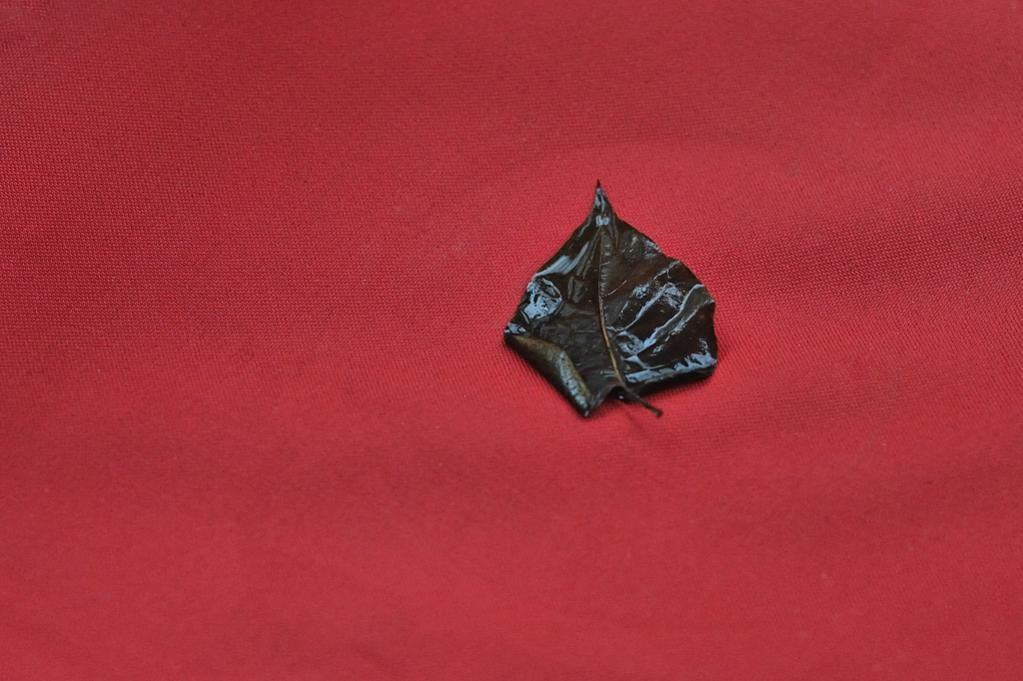 DSC 5531 nff