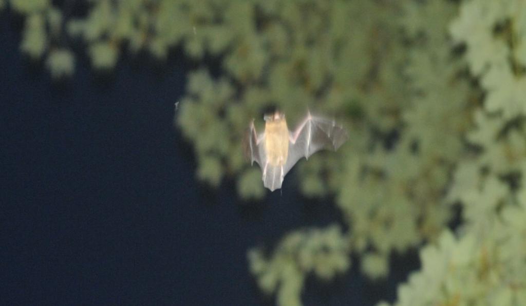 DSC 5536 web crop