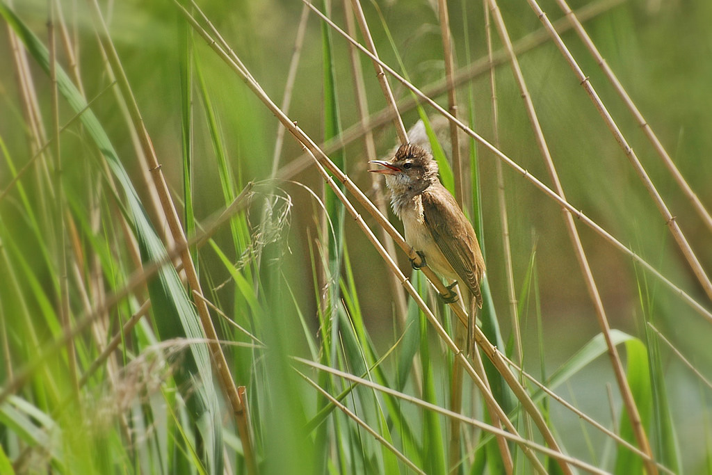 DSC 5537 1024