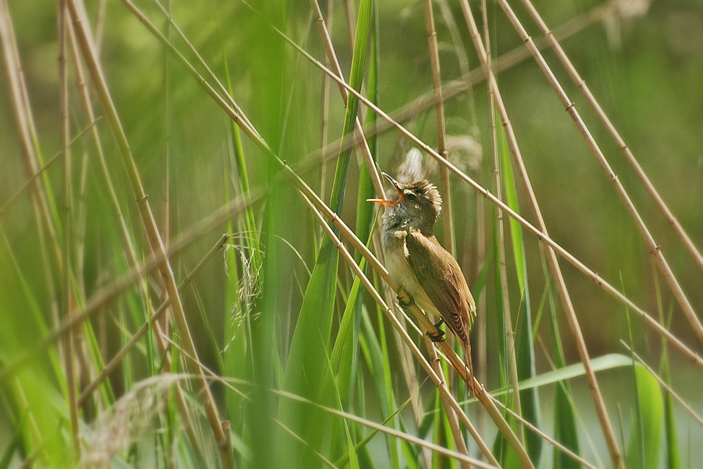 DSC 5539 1024