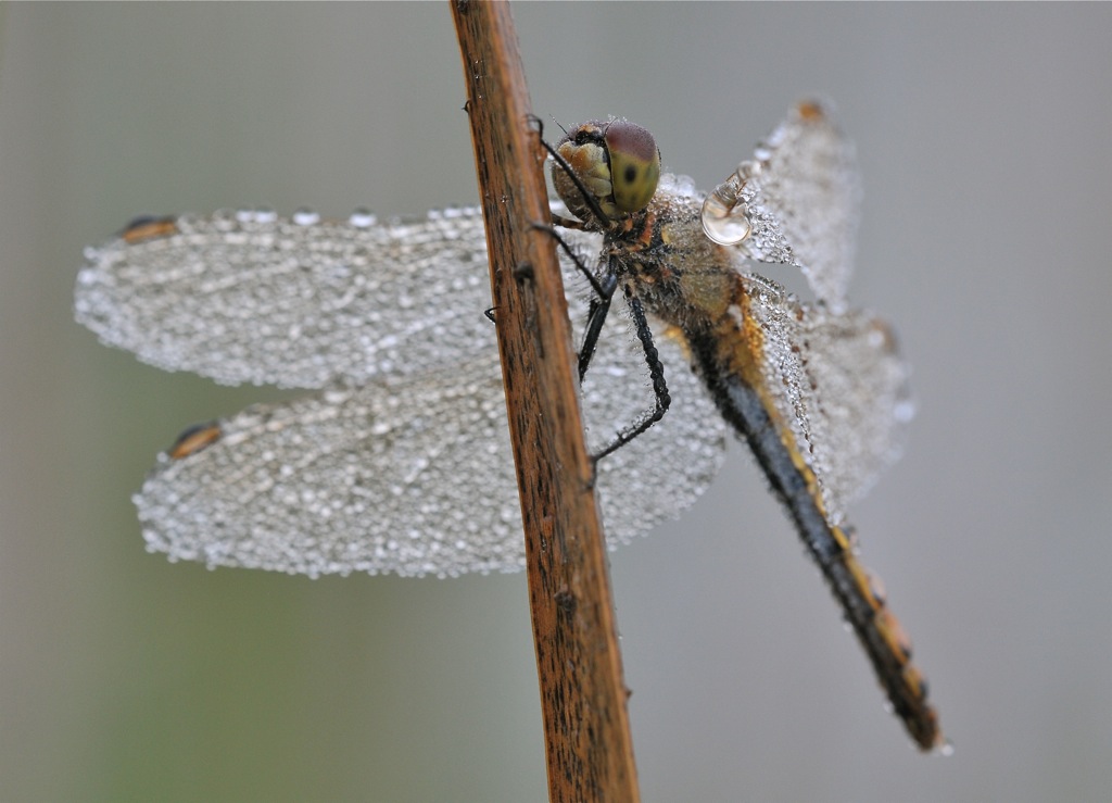 DSC 5541