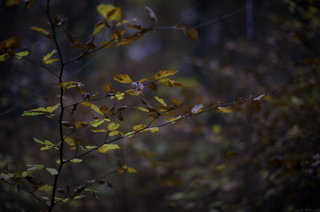 DSC 5567 Lux80