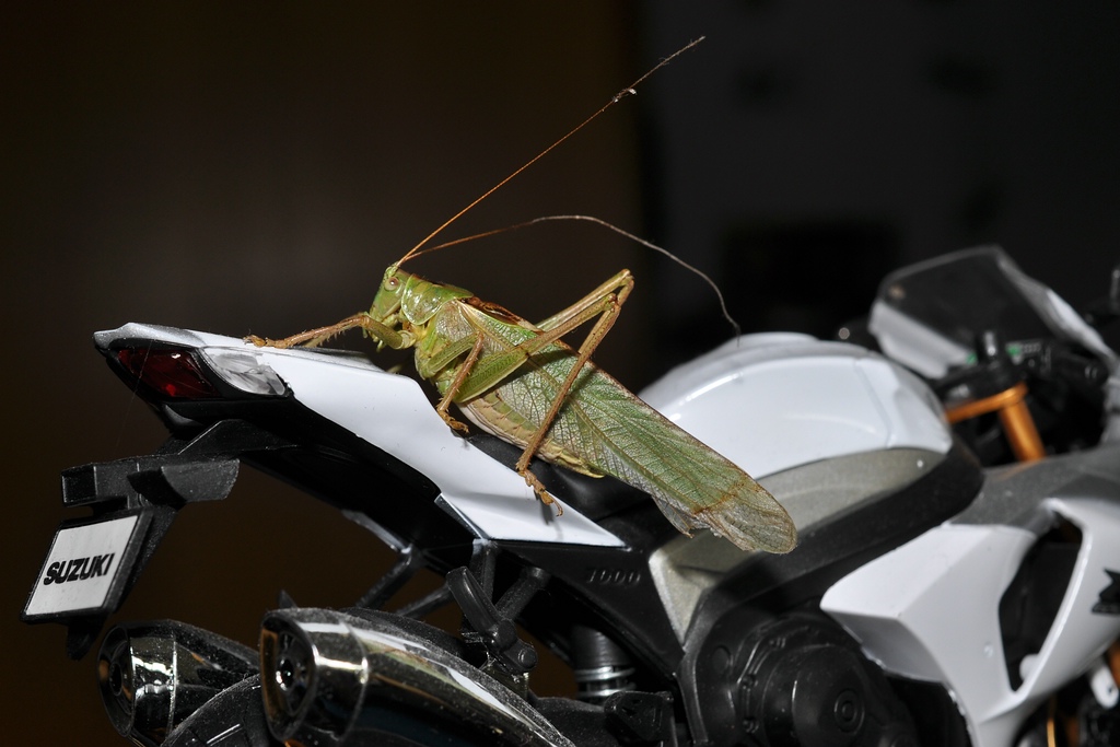 DSC 5574 mic40 k

Kamera-Modell: NIKON D90
Brennweite: 40.0mm (KB-Format entsprechend: 60mm)
Blende: f/10.0
Belichtungszeit: 0.017s (1/60)
ISO: 200