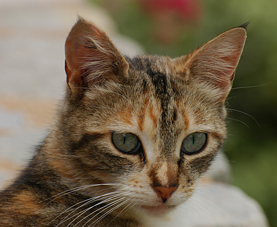 DSC 5619 Katze 900