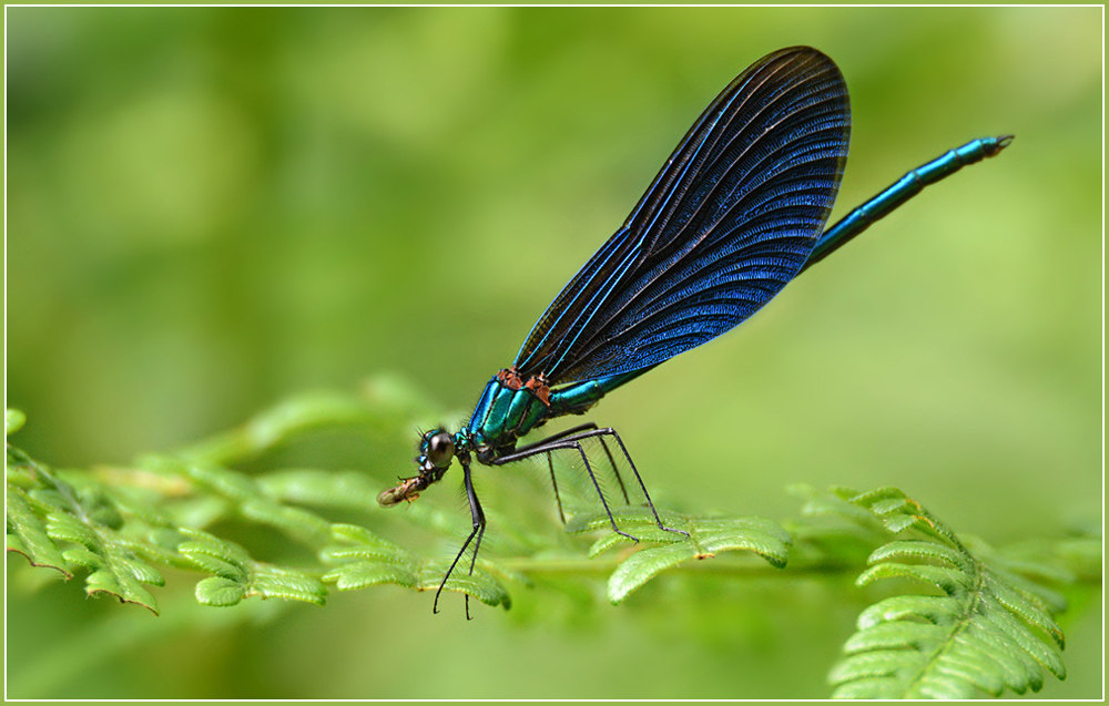 DSC 5635 Blauflügel 1000 R