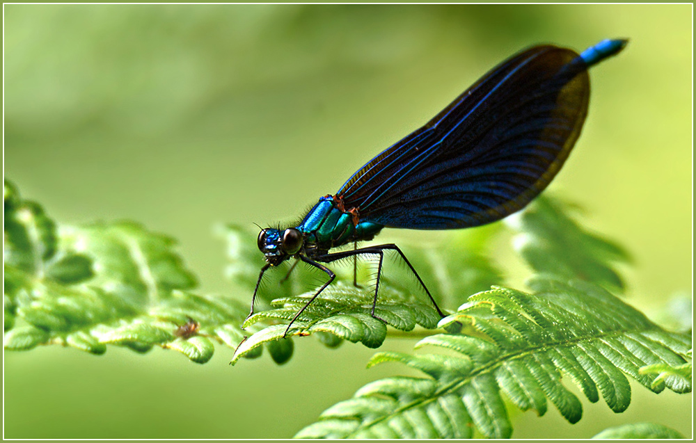 DSC 5638 Blauflügel 1000 R 2