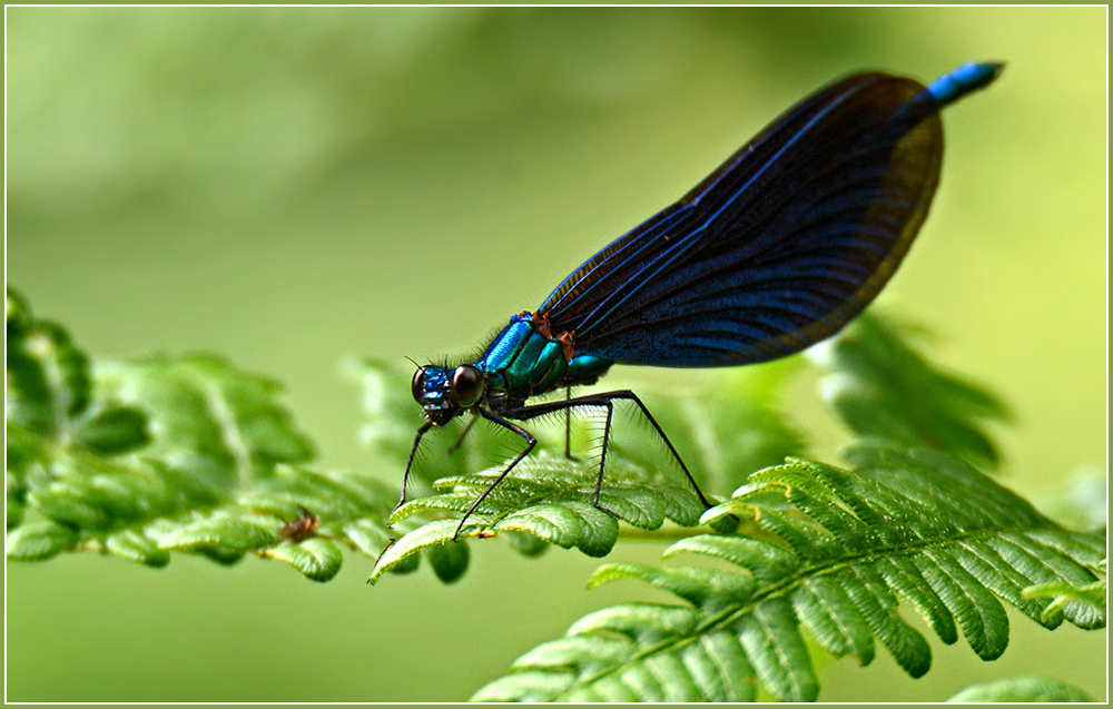 DSC 5638 Blauflügel 1000 R