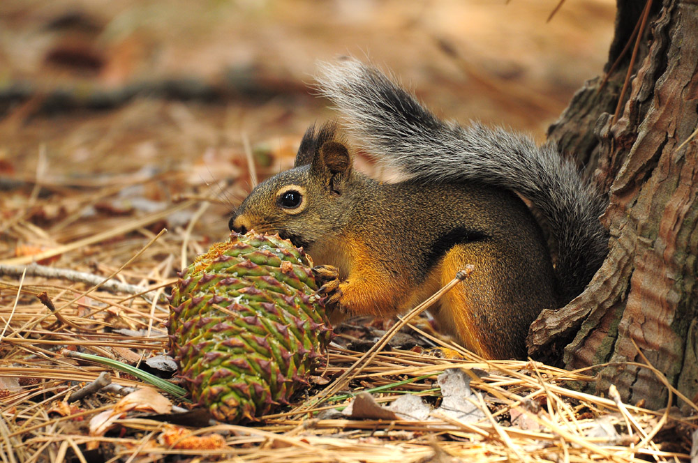 DSC 5640 Eichhörnchen 1000