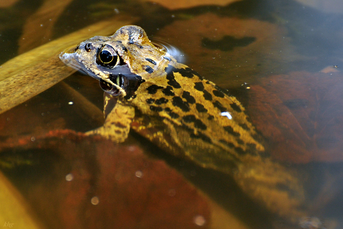 DSC 5641 Frog