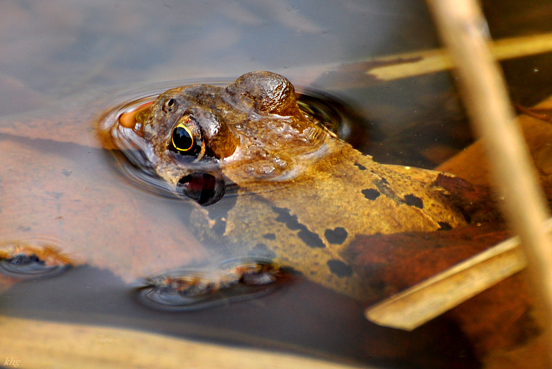 DSC 5643 Frosch