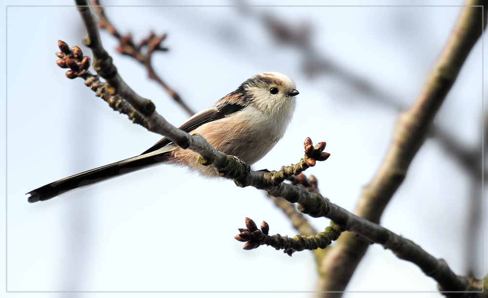 DSC 5643 Schwanzmeise 1000 r