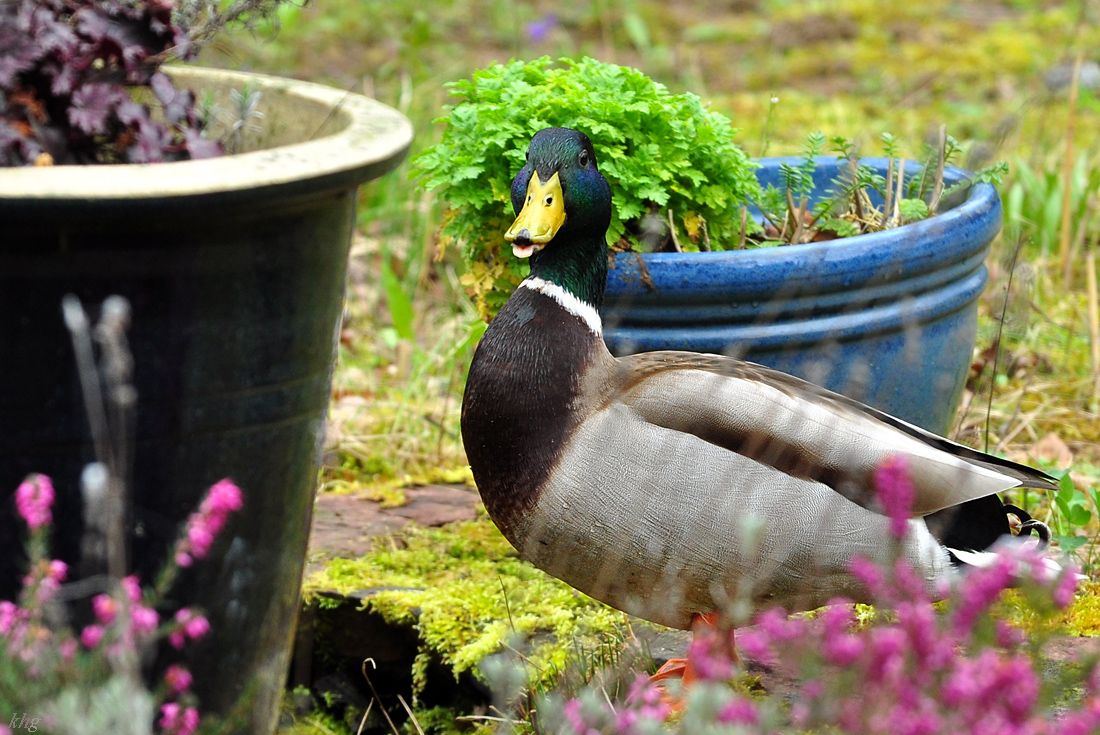 DSC 5648 Ente