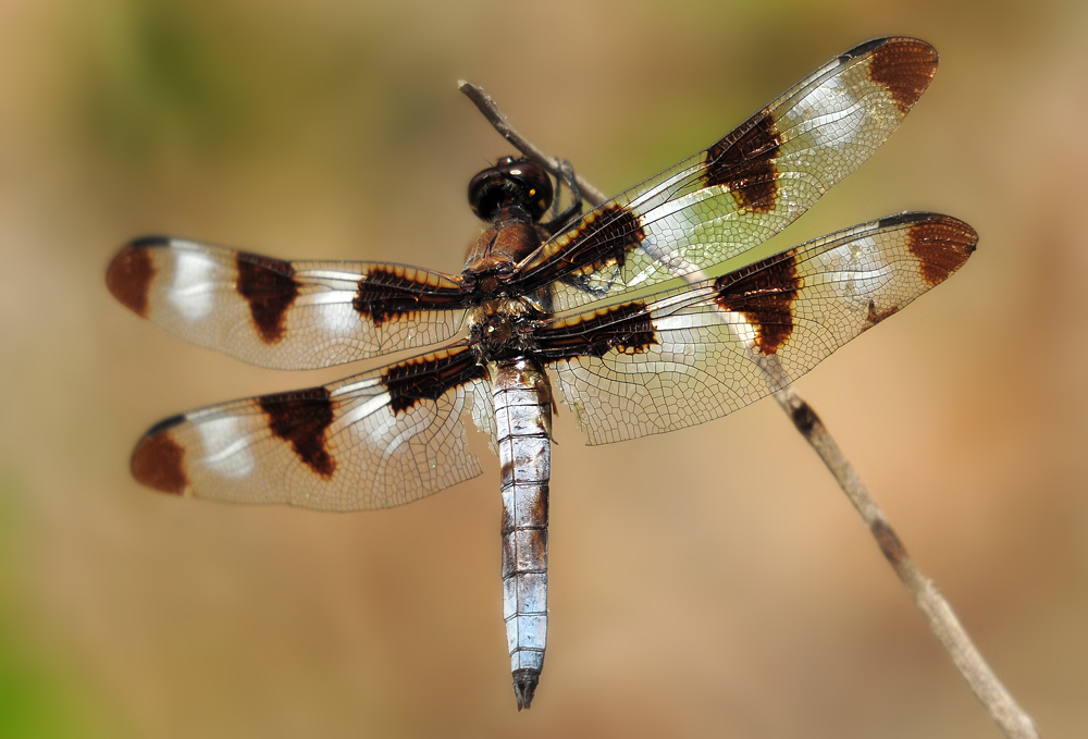 DSC 5651 Twelve Spot Skimmer 1000