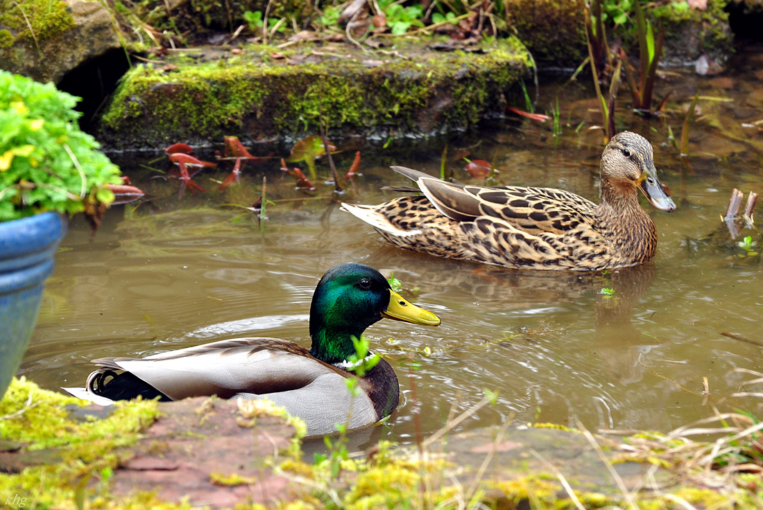 DSC 5652 Ente