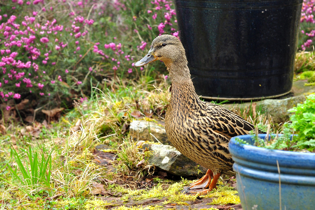 DSC 5655 Ente
