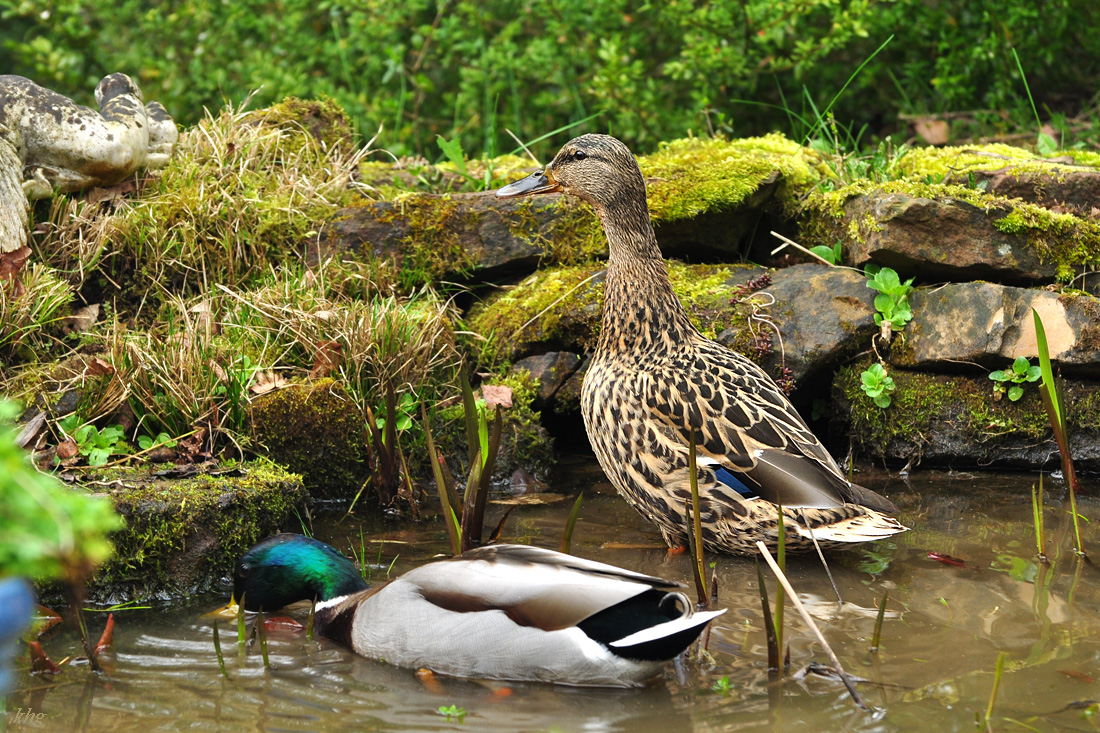 DSC 5662 Ente