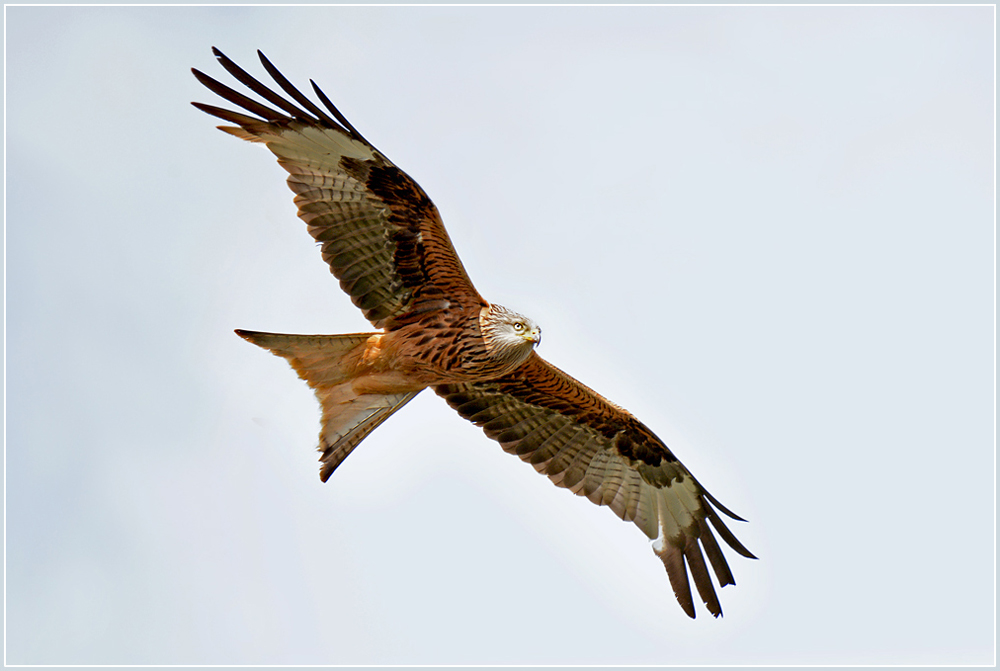 DSC 5668 Rotmilan 1000 2 r