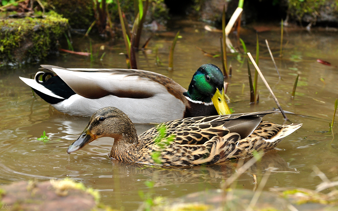 DSC 5672 Ente