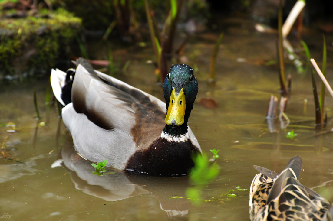 DSC 5677 Ente