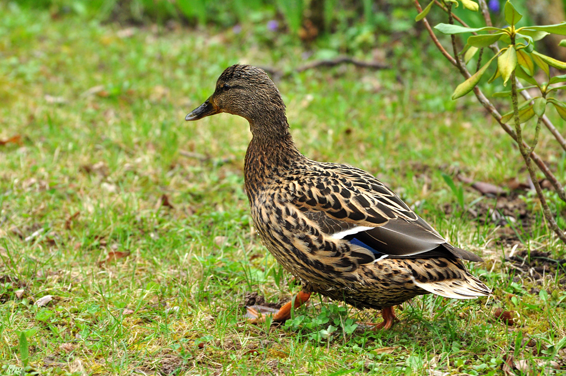 DSC 5684 Ente
