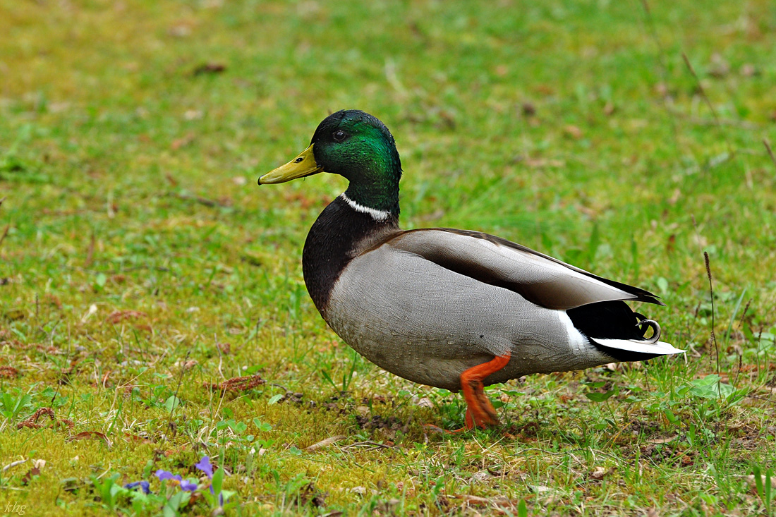 DSC 5690 Ente
