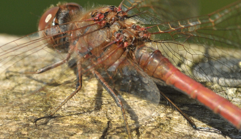 DSC 5700 web crop